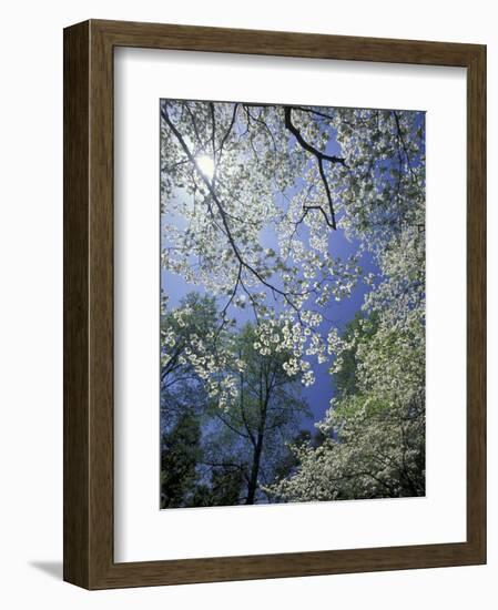 White Flowering Dogwood Trees in Bloom, Kentucky, USA-Adam Jones-Framed Photographic Print