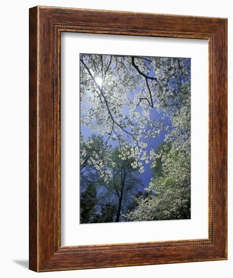 White Flowering Dogwood Trees in Bloom, Kentucky, USA-Adam Jones-Framed Photographic Print