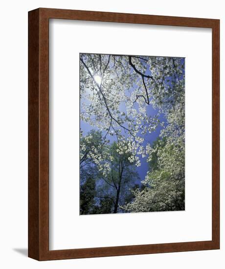 White Flowering Dogwood Trees in Bloom, Kentucky, USA-Adam Jones-Framed Photographic Print