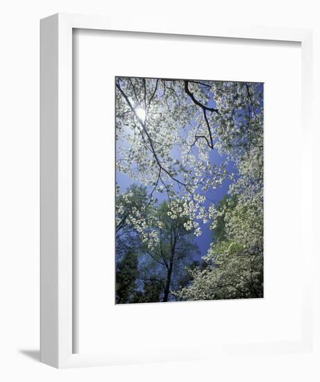 White Flowering Dogwood Trees in Bloom, Kentucky, USA-Adam Jones-Framed Photographic Print