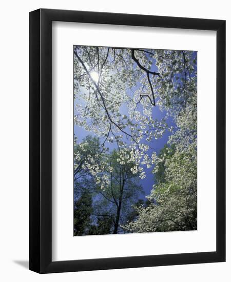 White Flowering Dogwood Trees in Bloom, Kentucky, USA-Adam Jones-Framed Photographic Print