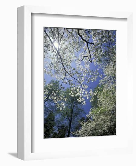 White Flowering Dogwood Trees in Bloom, Kentucky, USA-Adam Jones-Framed Photographic Print