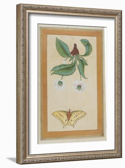 White Flowers and a Butterfly, India-null-Framed Giclee Print