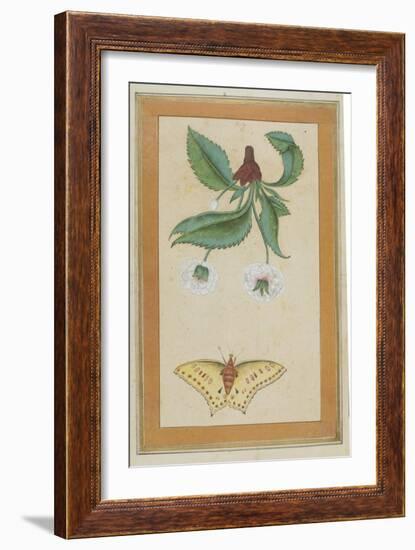 White Flowers and a Butterfly, India-null-Framed Giclee Print