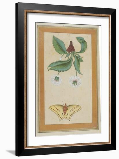 White Flowers and a Butterfly, India-null-Framed Giclee Print