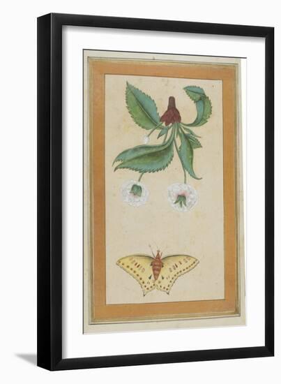 White Flowers and a Butterfly, India-null-Framed Giclee Print