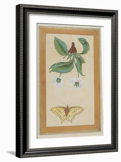 White Flowers and a Butterfly, India-null-Framed Giclee Print