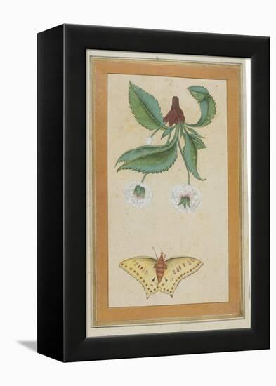 White Flowers and a Butterfly, India-null-Framed Premier Image Canvas