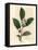 White Flowers and Green Tea Leaves, Thea Bohea, Camellia Sinensis-James Sowerby-Framed Premier Image Canvas