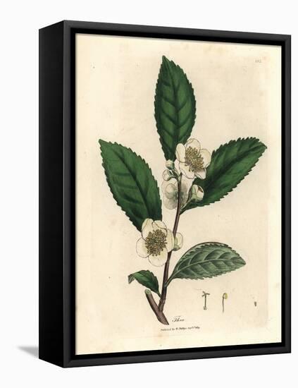 White Flowers and Green Tea Leaves, Thea Bohea, Camellia Sinensis-James Sowerby-Framed Premier Image Canvas