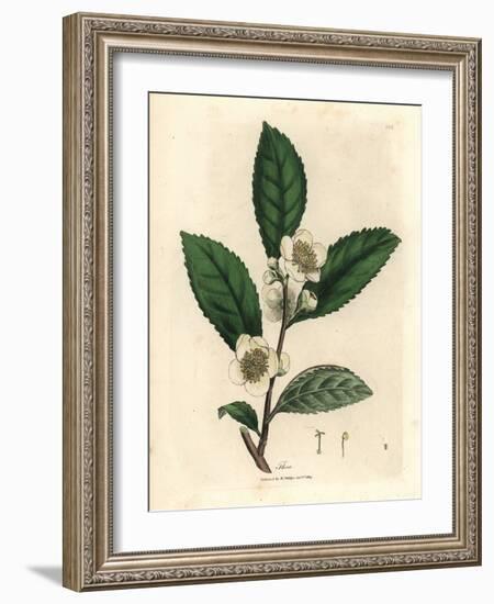 White Flowers and Green Tea Leaves, Thea Bohea, Camellia Sinensis-James Sowerby-Framed Giclee Print