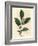 White Flowers and Green Tea Leaves, Thea Bohea, Camellia Sinensis-James Sowerby-Framed Giclee Print