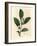 White Flowers and Green Tea Leaves, Thea Bohea, Camellia Sinensis-James Sowerby-Framed Giclee Print