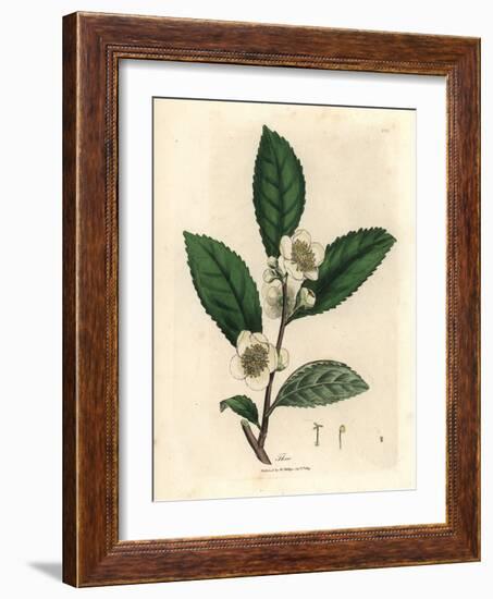 White Flowers and Green Tea Leaves, Thea Bohea, Camellia Sinensis-James Sowerby-Framed Giclee Print