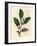 White Flowers and Green Tea Leaves, Thea Bohea, Camellia Sinensis-James Sowerby-Framed Giclee Print