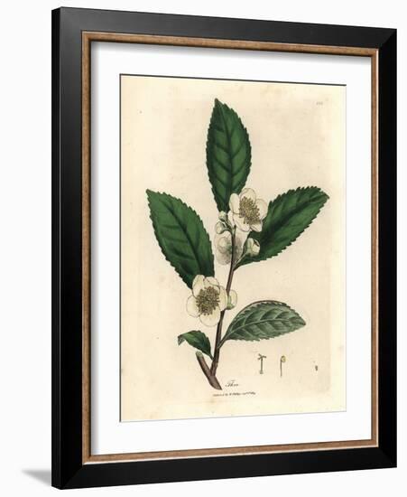 White Flowers and Green Tea Leaves, Thea Bohea, Camellia Sinensis-James Sowerby-Framed Giclee Print