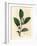 White Flowers and Green Tea Leaves, Thea Bohea, Camellia Sinensis-James Sowerby-Framed Giclee Print