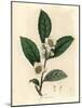 White Flowers and Green Tea Leaves, Thea Bohea, Camellia Sinensis-James Sowerby-Mounted Giclee Print