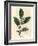 White Flowers and Green Tea Leaves, Thea Bohea, Camellia Sinensis-James Sowerby-Framed Giclee Print