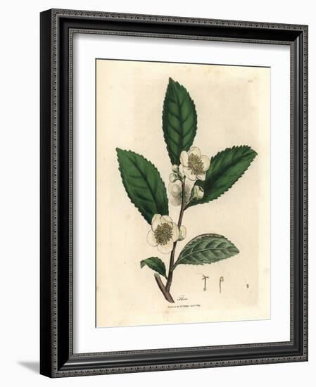 White Flowers and Green Tea Leaves, Thea Bohea, Camellia Sinensis-James Sowerby-Framed Giclee Print