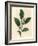 White Flowers and Green Tea Leaves, Thea Bohea, Camellia Sinensis-James Sowerby-Framed Giclee Print