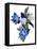 White Flowers and Light Blue Flowers (Gouache on Paper and Adobe Photoshop)-Hiroyuki Izutsu-Framed Premier Image Canvas