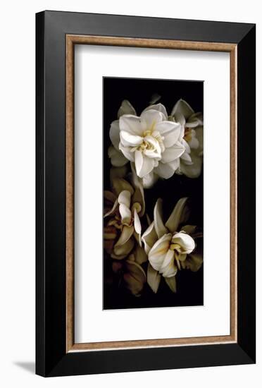 White Flowers Delight I-Richard Sutton-Framed Art Print