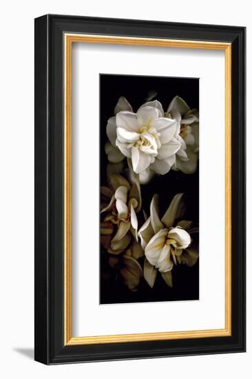 White Flowers Delight I-Richard Sutton-Framed Art Print