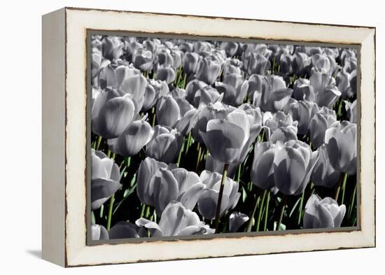 White Flowers Green Stems-null-Framed Stretched Canvas