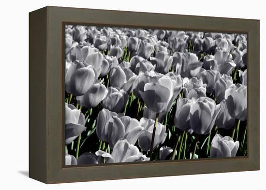 White Flowers Green Stems-null-Framed Stretched Canvas
