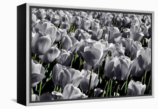 White Flowers Green Stems-null-Framed Stretched Canvas