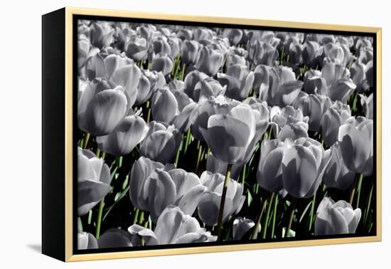 White Flowers Green Stems-null-Framed Stretched Canvas