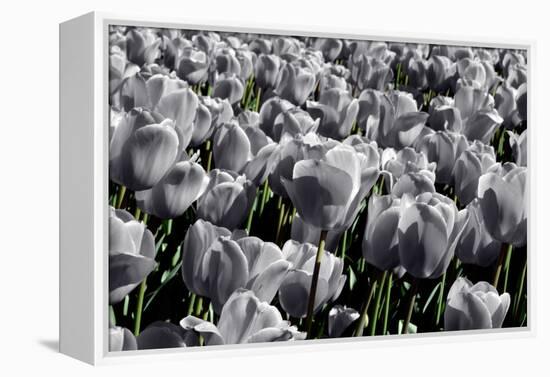 White Flowers Green Stems-null-Framed Stretched Canvas