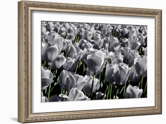 White Flowers Green Stems-null-Framed Photo