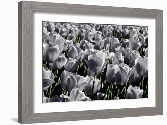 White Flowers Green Stems-null-Framed Photo