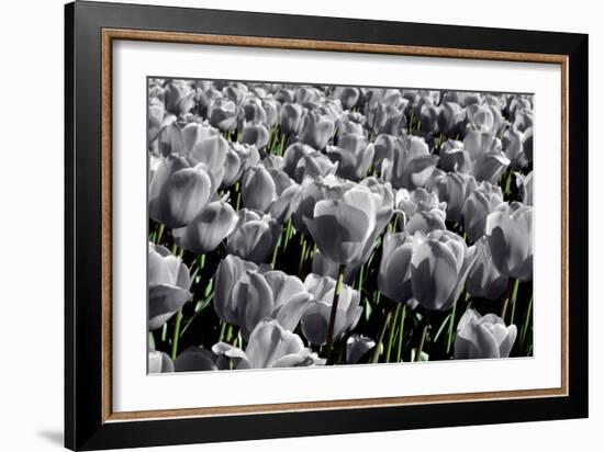 White Flowers Green Stems-null-Framed Photo