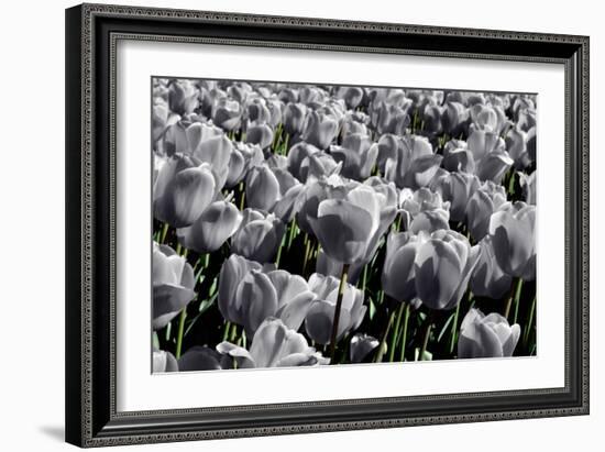 White Flowers Green Stems-null-Framed Photo