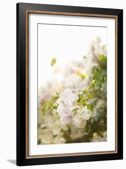 White Flowers IV-Karyn Millet-Framed Photographic Print