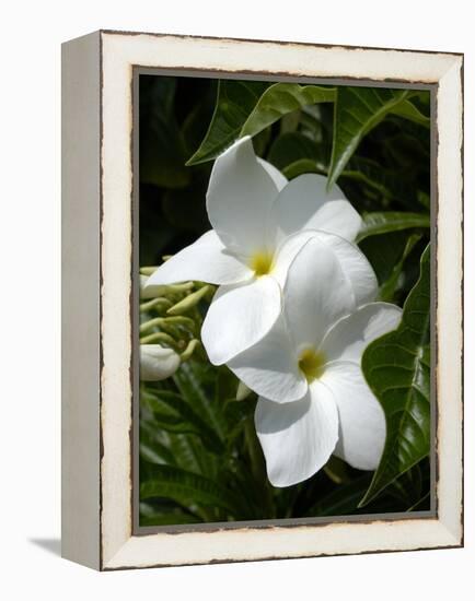 White Flowers on Palm Beach, Aruba-Lisa S. Engelbrecht-Framed Premier Image Canvas