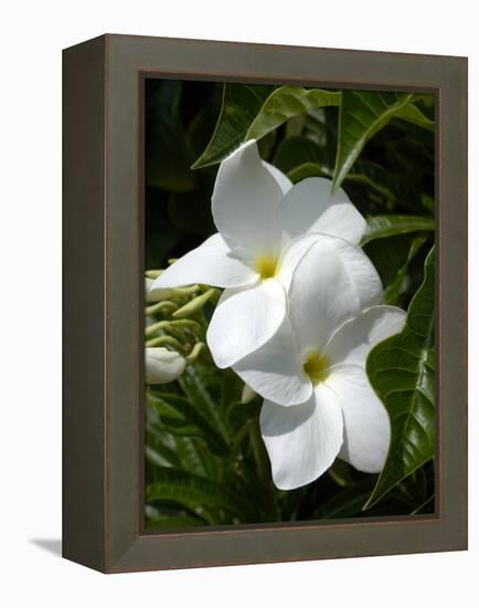 White Flowers on Palm Beach, Aruba-Lisa S. Engelbrecht-Framed Premier Image Canvas