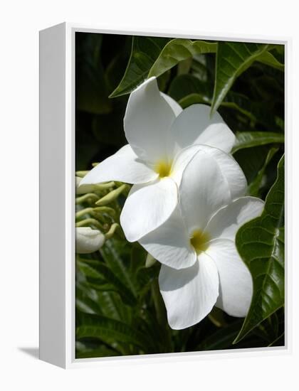 White Flowers on Palm Beach, Aruba-Lisa S. Engelbrecht-Framed Premier Image Canvas