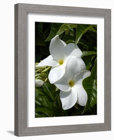 White Flowers on Palm Beach, Aruba-Lisa S. Engelbrecht-Framed Photographic Print