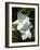 White Flowers on Palm Beach, Aruba-Lisa S. Engelbrecht-Framed Photographic Print