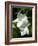 White Flowers on Palm Beach, Aruba-Lisa S. Engelbrecht-Framed Photographic Print