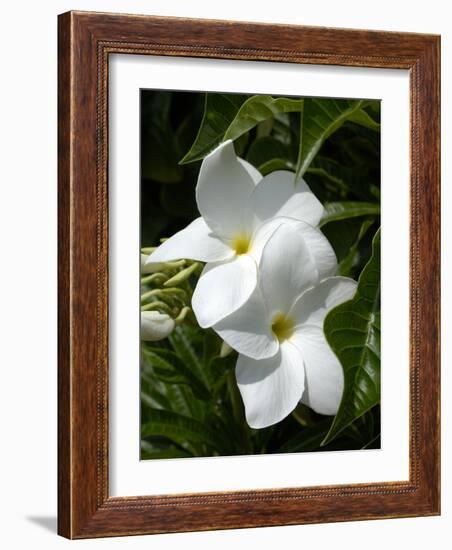 White Flowers on Palm Beach, Aruba-Lisa S. Engelbrecht-Framed Photographic Print