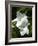 White Flowers on Palm Beach, Aruba-Lisa S. Engelbrecht-Framed Photographic Print