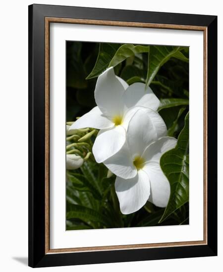 White Flowers on Palm Beach, Aruba-Lisa S. Engelbrecht-Framed Photographic Print