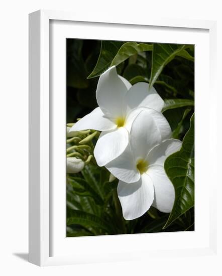 White Flowers on Palm Beach, Aruba-Lisa S. Engelbrecht-Framed Photographic Print