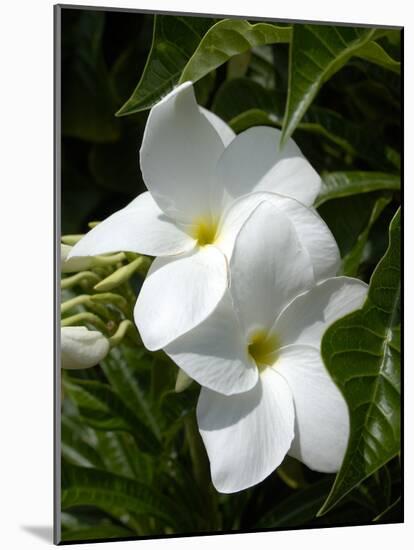 White Flowers on Palm Beach, Aruba-Lisa S. Engelbrecht-Mounted Photographic Print