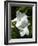 White Flowers on Palm Beach, Aruba-Lisa S. Engelbrecht-Framed Photographic Print